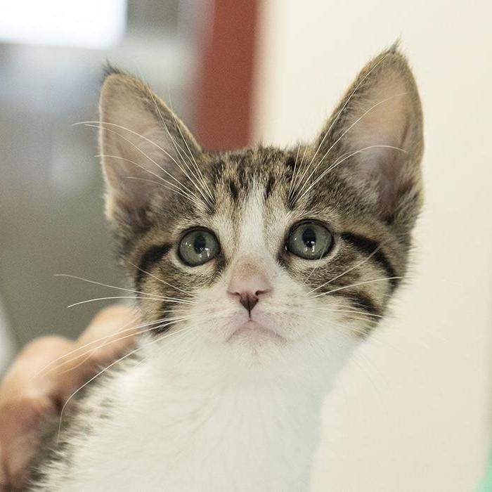 Vander, an adopted Domestic Short Hair in Slidell, LA image 1/2