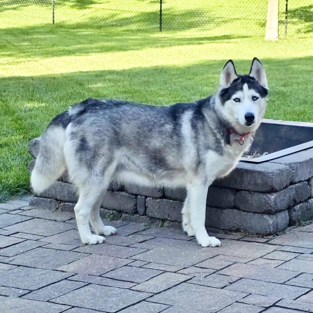 Shilo, Adoptable, Senior Female Siberian Husky & Husky.