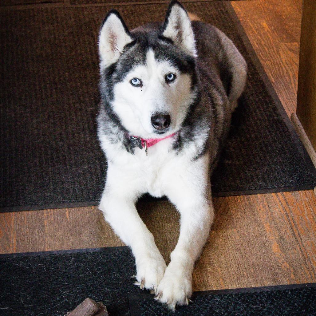 Enlarge Shilo, a Adoptable mixed breed in Blaine, MN image 2/6