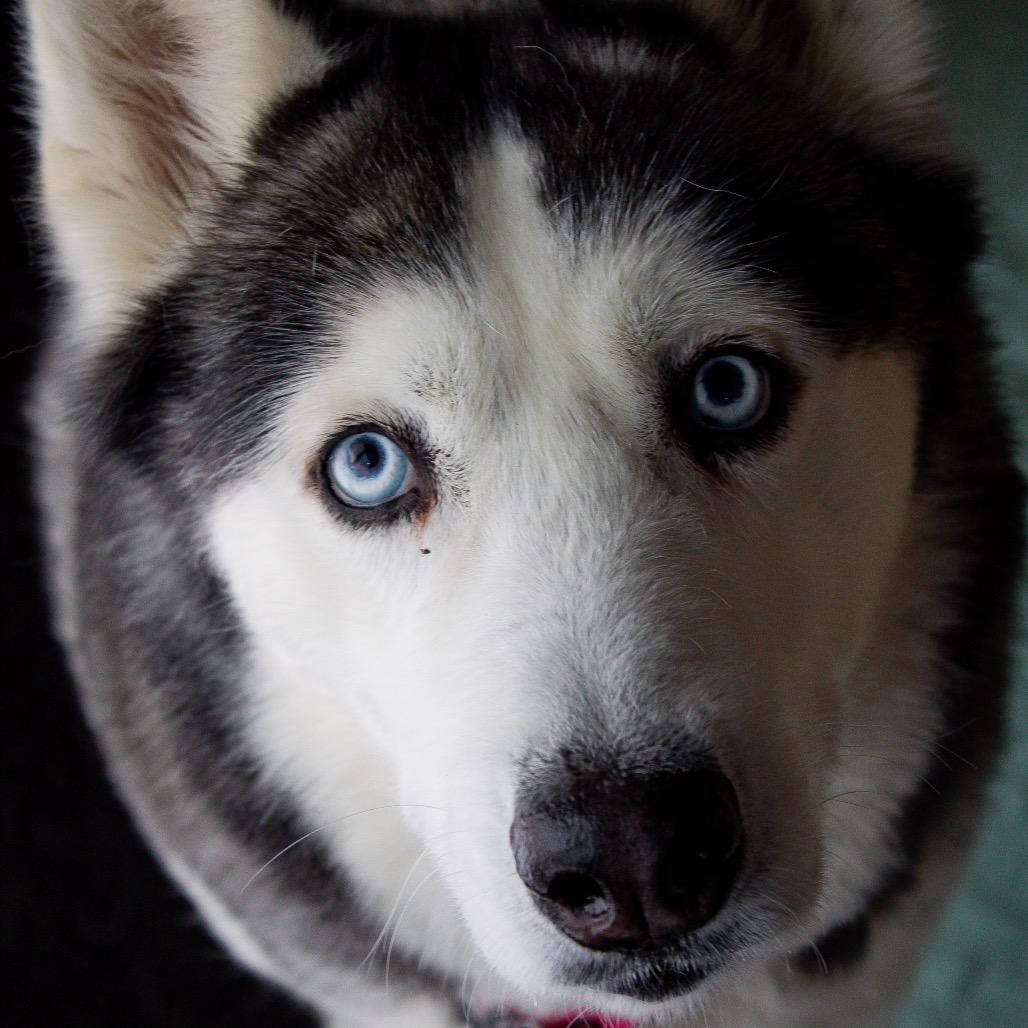 Enlarge Shilo, a Adoptable mixed breed in Blaine, MN image 3/6
