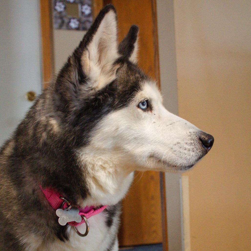 Enlarge Shilo, a Adoptable mixed breed in Blaine, MN image 4/6