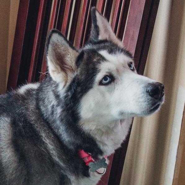 Enlarge Shilo, a Adoptable mixed breed in Blaine, MN image 5/6