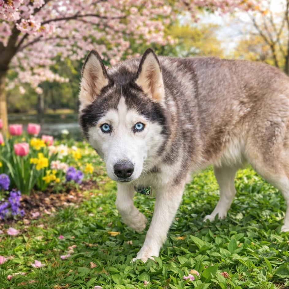 Enlarge Shilo, a Adoptable mixed breed in Blaine, MN image 6/6