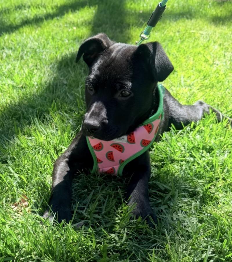 Enlarge Earl, an adopted mixed breed in Tarzana, CA image 3/5