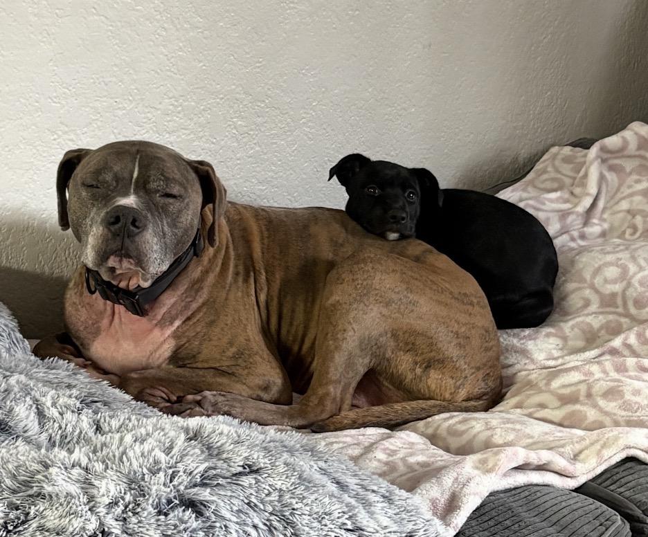 Enlarge Earl, an adopted mixed breed in Tarzana, CA image 4/5