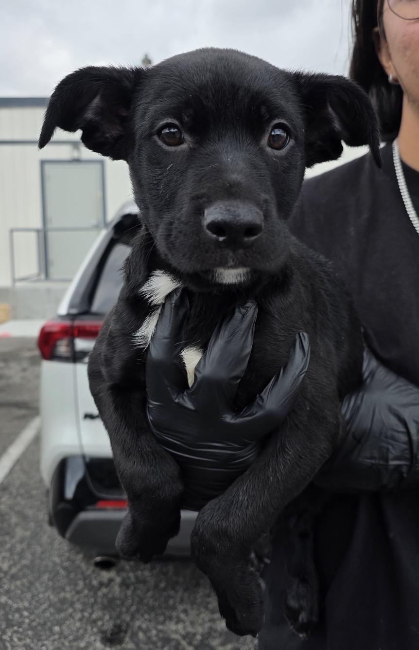 Earl, adopted, Puppy Male Black Labrador Retriever & Pit Bull Terrier.