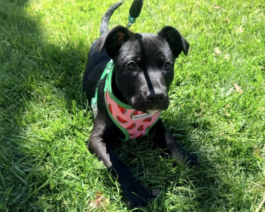 Enlarge Earl, an adopted mixed breed in Tarzana, CA image 5/5