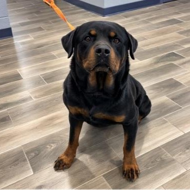 Blue, a ADOPTABLE Rottweiler in Nevada, MO image 2/2