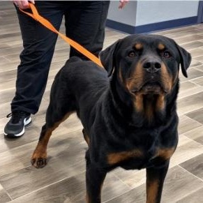 Blue, a ADOPTABLE Rottweiler in Nevada, MO image 1/2