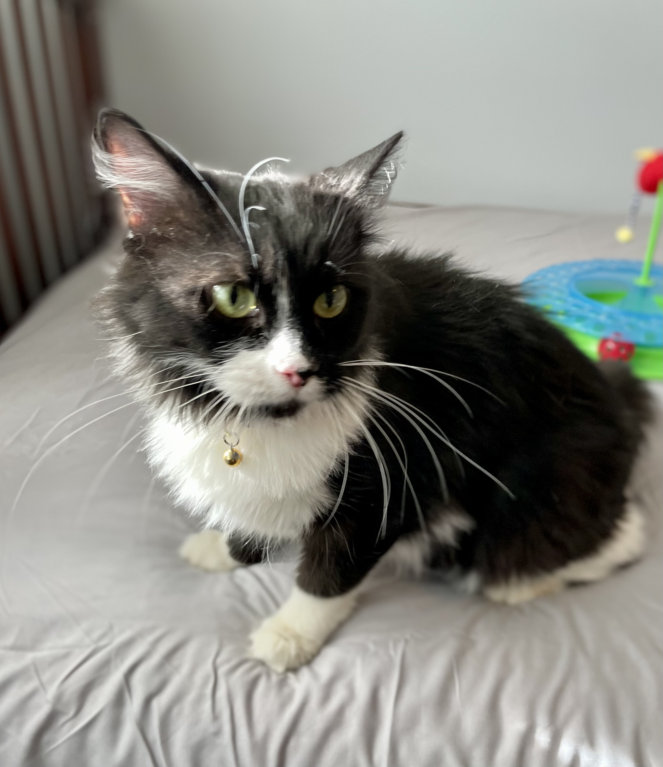 Cat for adoption Maeve, a Domestic Medium Hair & Tuxedo Mix in Orland Park, IL Petfinder