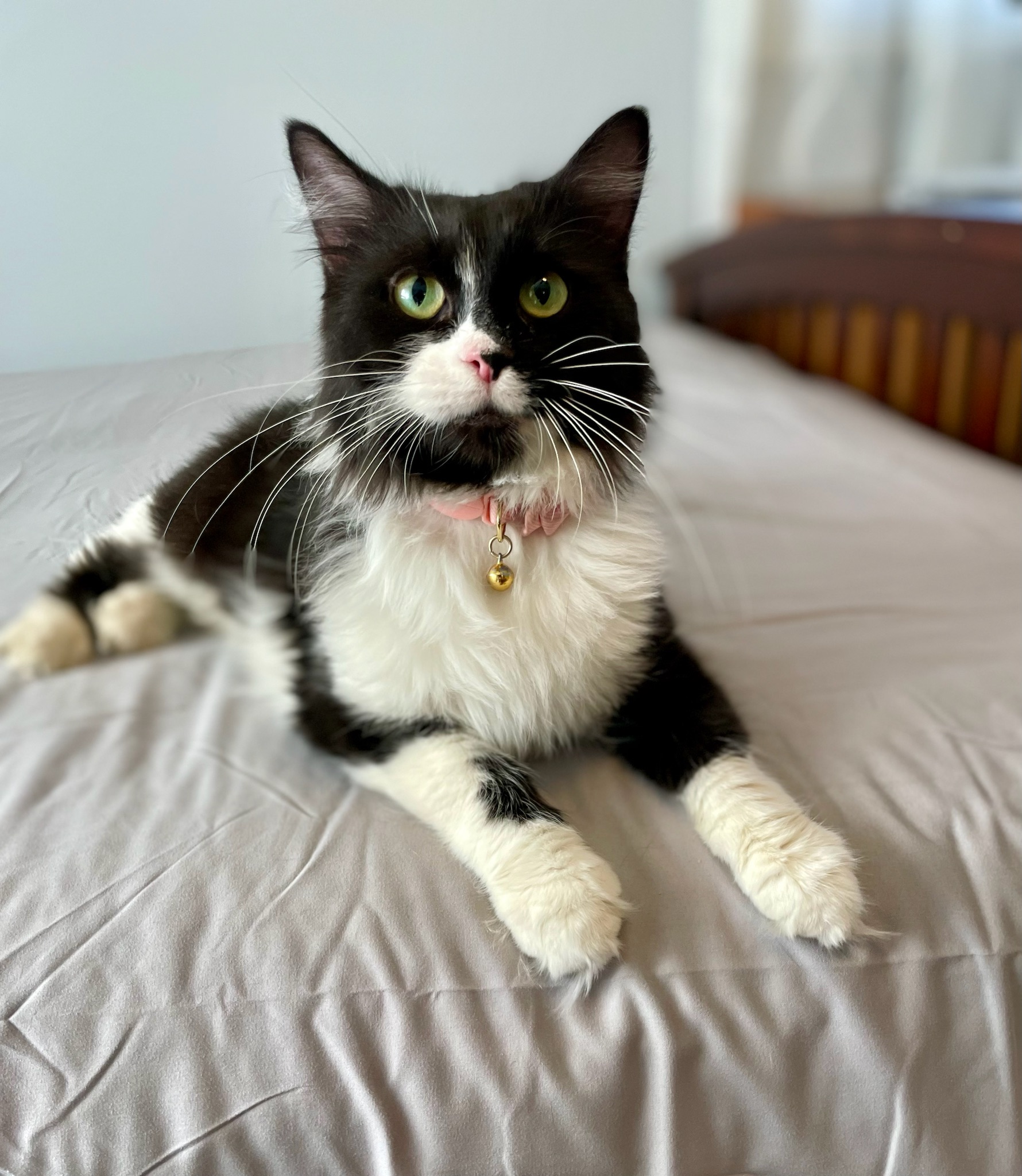 Cat for adoption Maeve, a Domestic Medium Hair & Tuxedo Mix in Orland Park, IL Petfinder