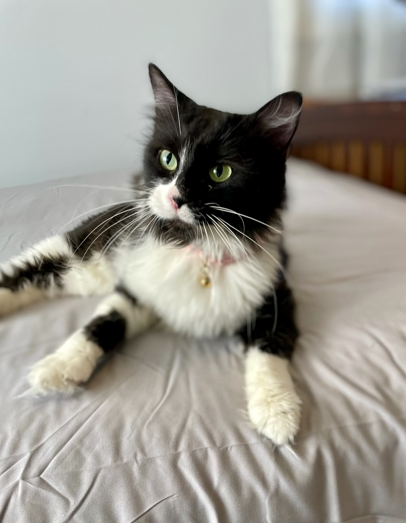 Cat for adoption Maeve, a Domestic Medium Hair & Tuxedo Mix in Orland Park, IL Petfinder