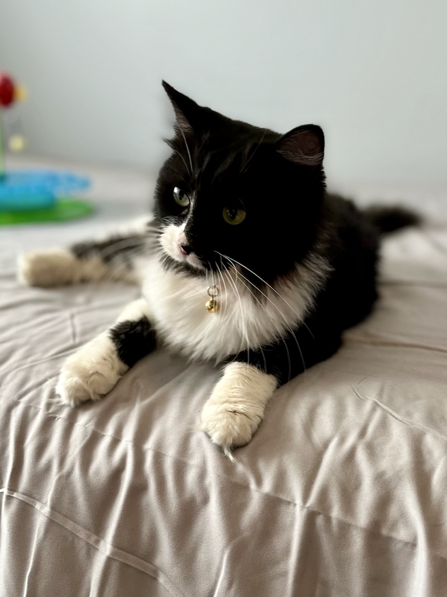 Cat for adoption Maeve, a Domestic Medium Hair & Tuxedo Mix in Orland Park, IL Petfinder