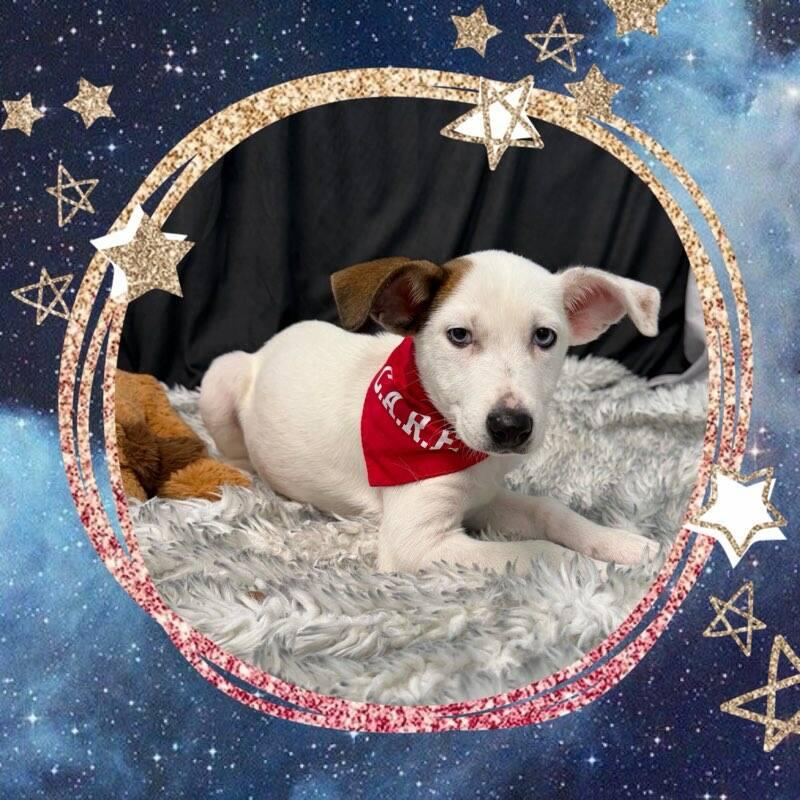 Padua, a ADOPTABLE mixed breed in Fredericksburg, VA image 3/6