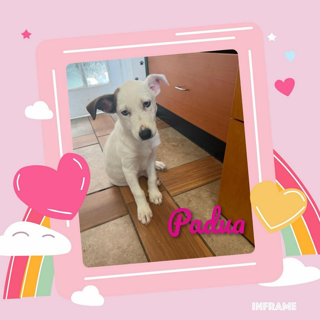 Padua, a ADOPTABLE mixed breed in Fredericksburg, VA image 2/6