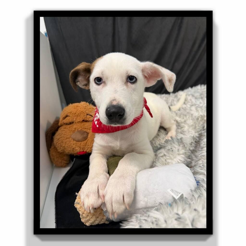 Padua, a ADOPTABLE mixed breed in Fredericksburg, VA image 6/6