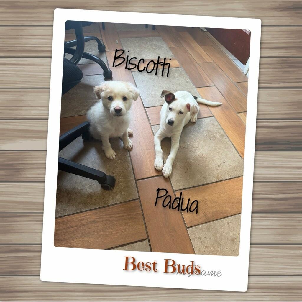 Padua, a ADOPTABLE mixed breed in Fredericksburg, VA image 5/6