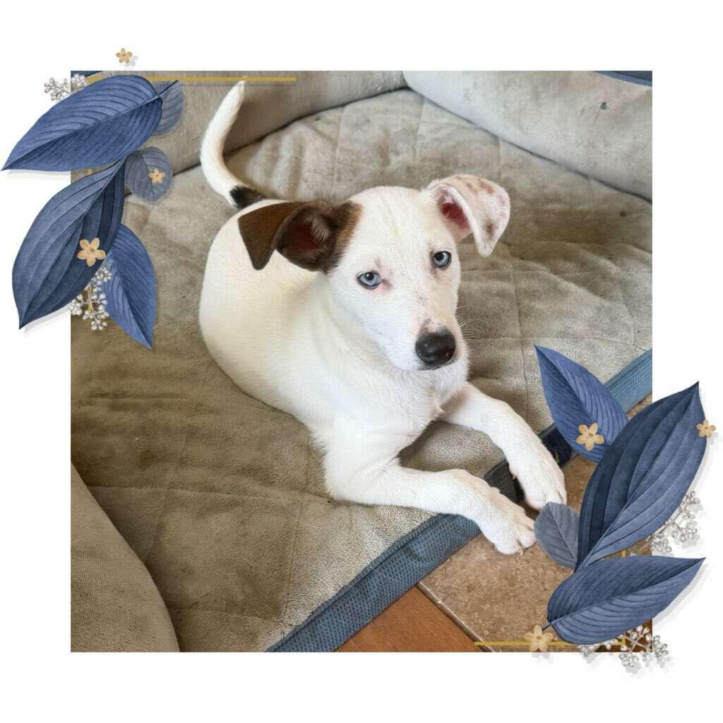 Padua, a ADOPTABLE mixed breed in Fredericksburg, VA image 1/6
