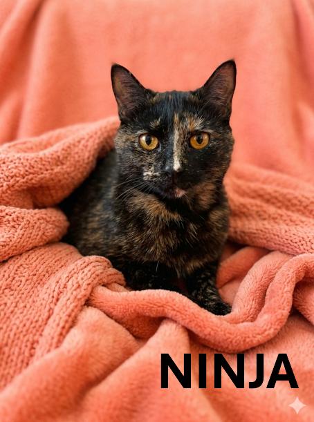 Enlarge NINJA, a ADOPTABLE Tortoiseshell in Harrodsburg, KY image 1/1