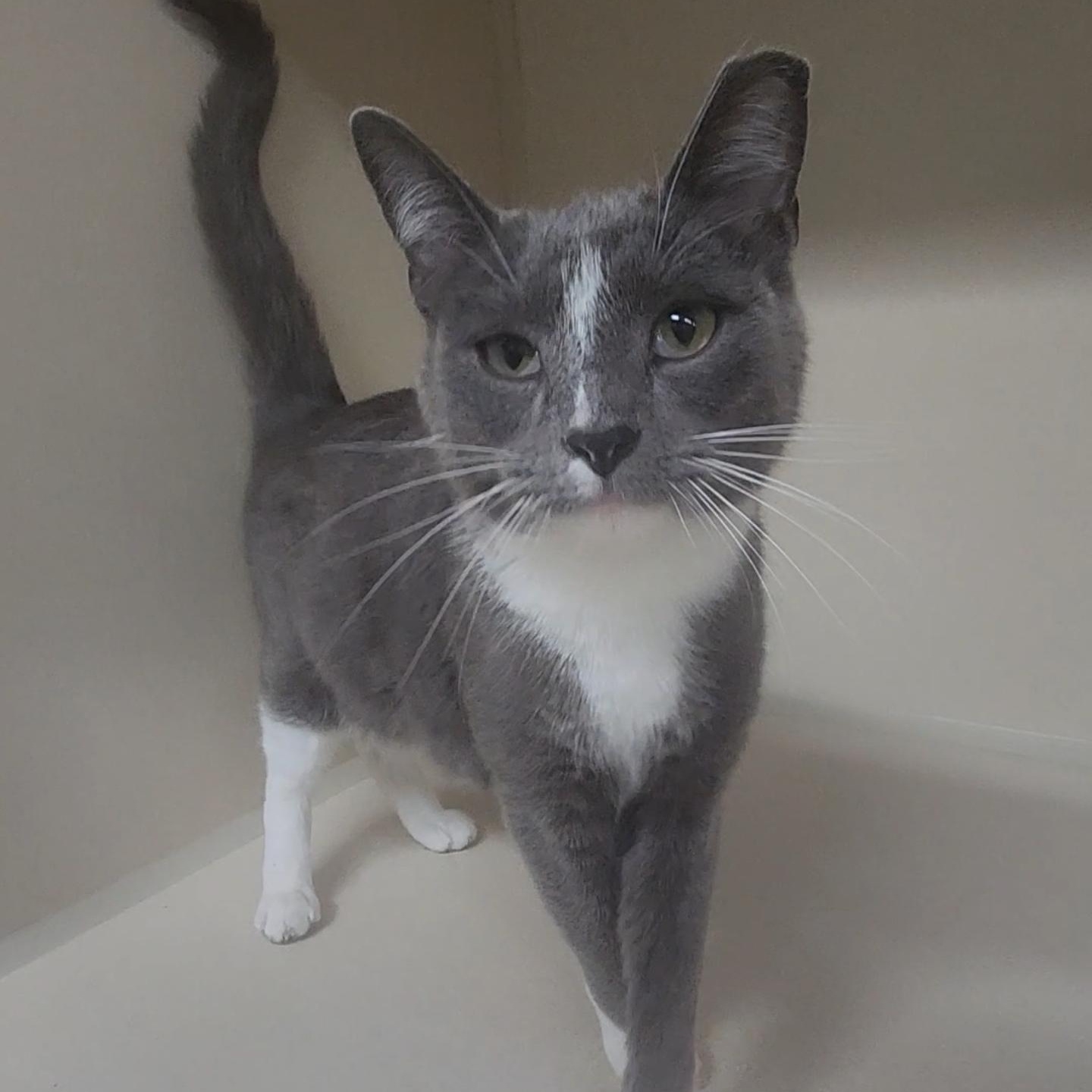 Simon, a ADOPTABLE Domestic Short Hair in Tama, IA image 2/2