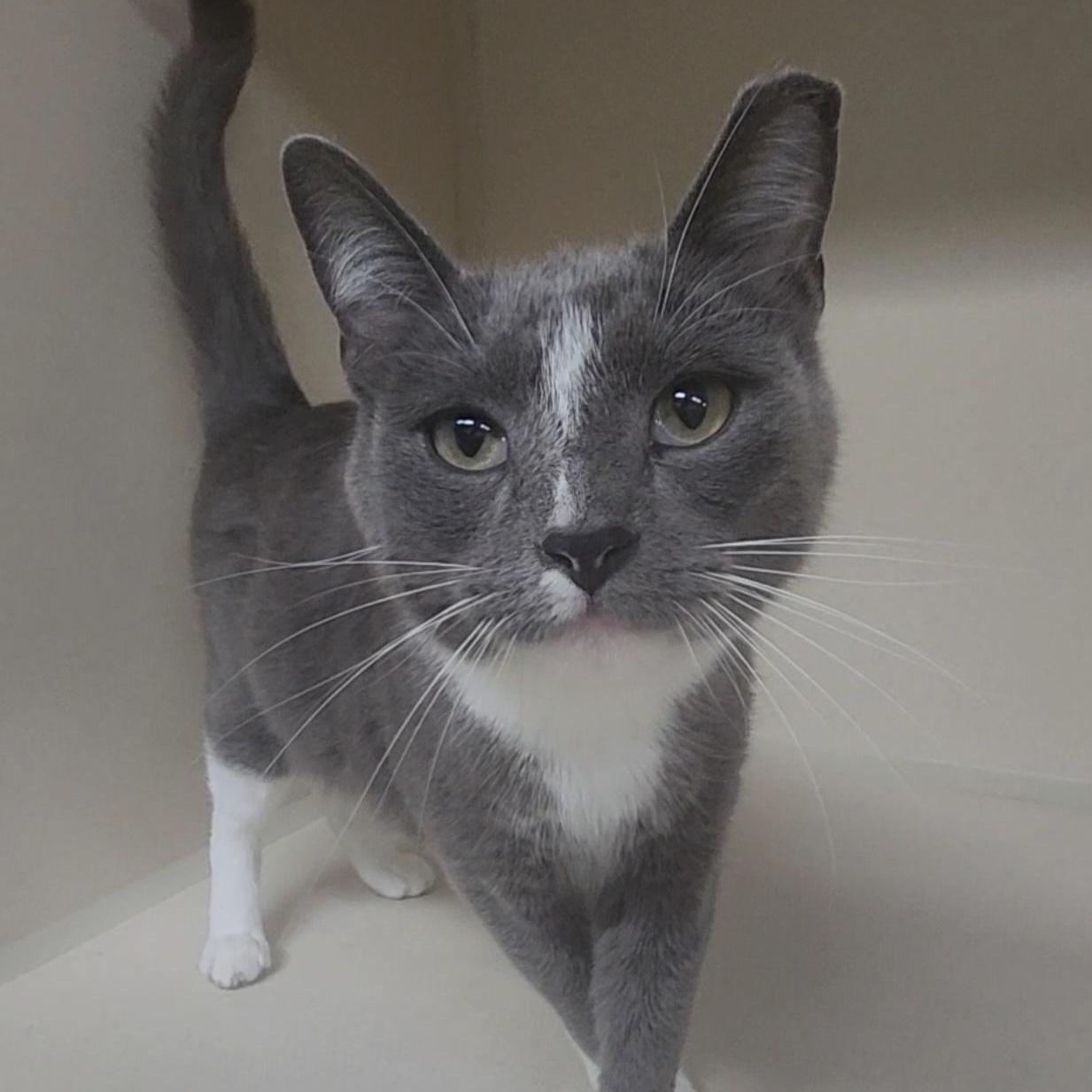 Simon, a ADOPTABLE Domestic Short Hair in Tama, IA image 1/2