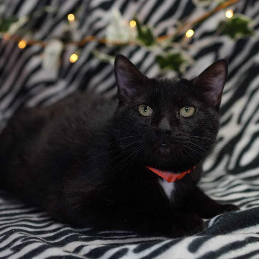 Enlarge Spooky, a Adoptable mixed breed in Wheaton, IL image 1/3