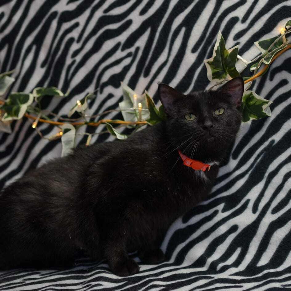 Enlarge Spooky, a Adoptable mixed breed in Wheaton, IL image 2/3