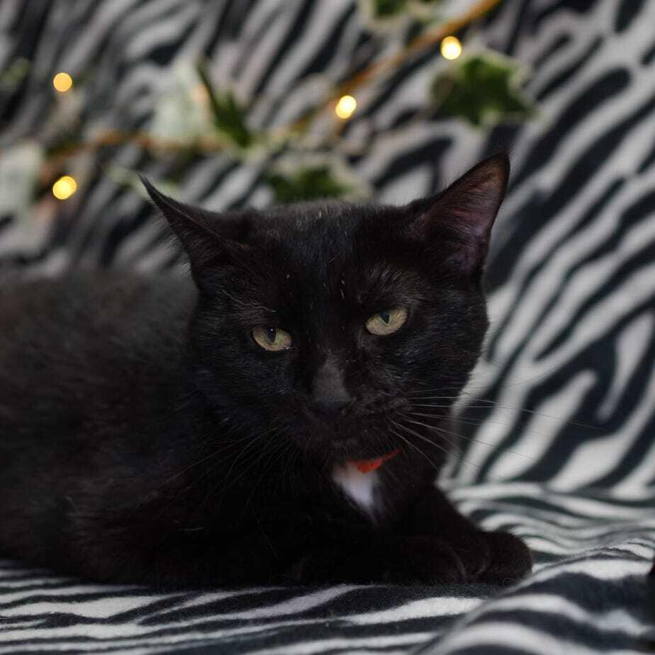 Enlarge Spooky, a Adoptable mixed breed in Wheaton, IL image 3/3