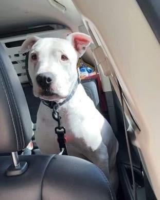 Diesel, a Adoptable mixed breed image 1/6