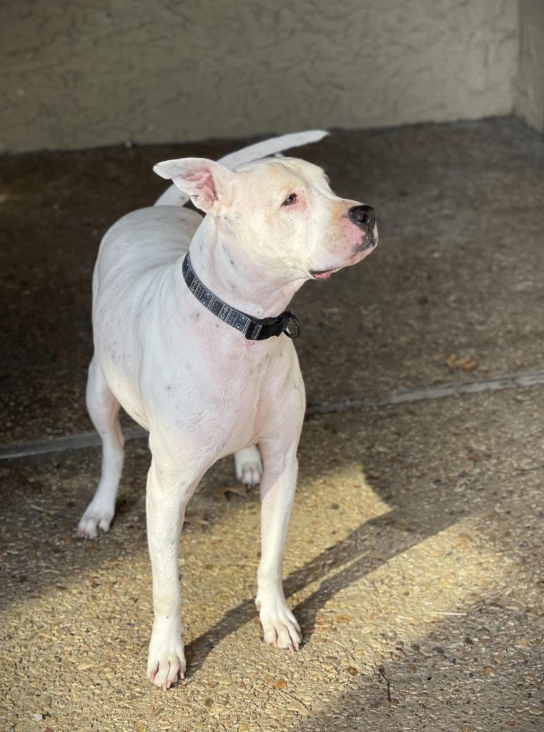 Diesel, a Adoptable mixed breed image 2/6