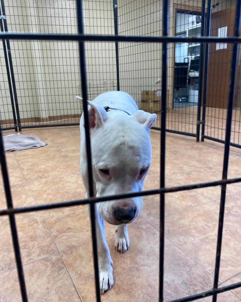 Diesel, a Adoptable mixed breed image 3/6