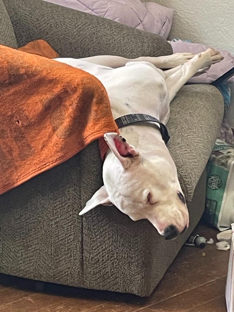 Diesel, a Adoptable mixed breed image 4/6