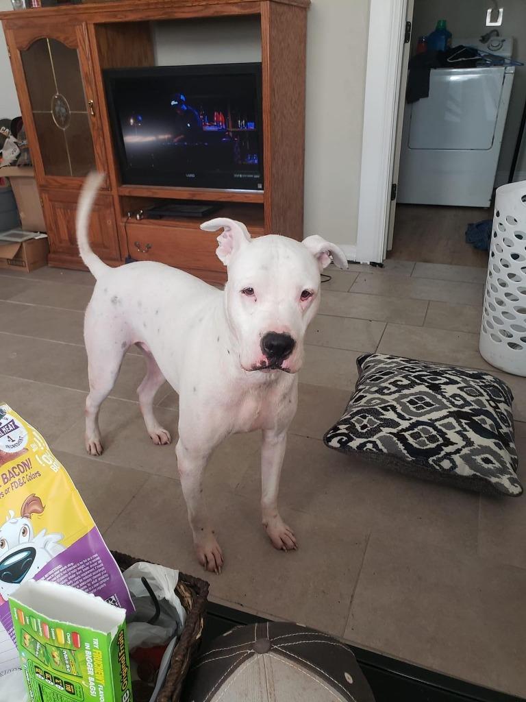 Diesel, a Adoptable mixed breed image 6/6