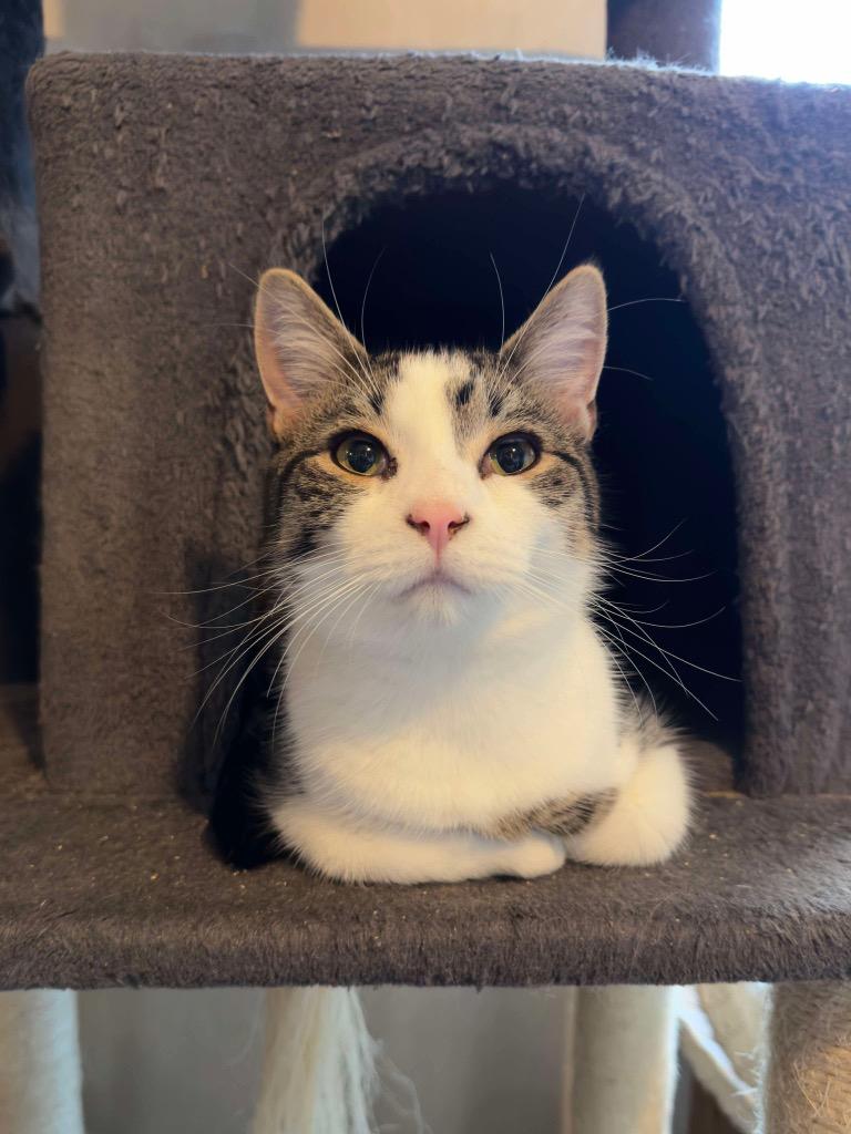 Enlarge Zucchini, a Adoptable mixed breed in Parsons, WV image 1/1