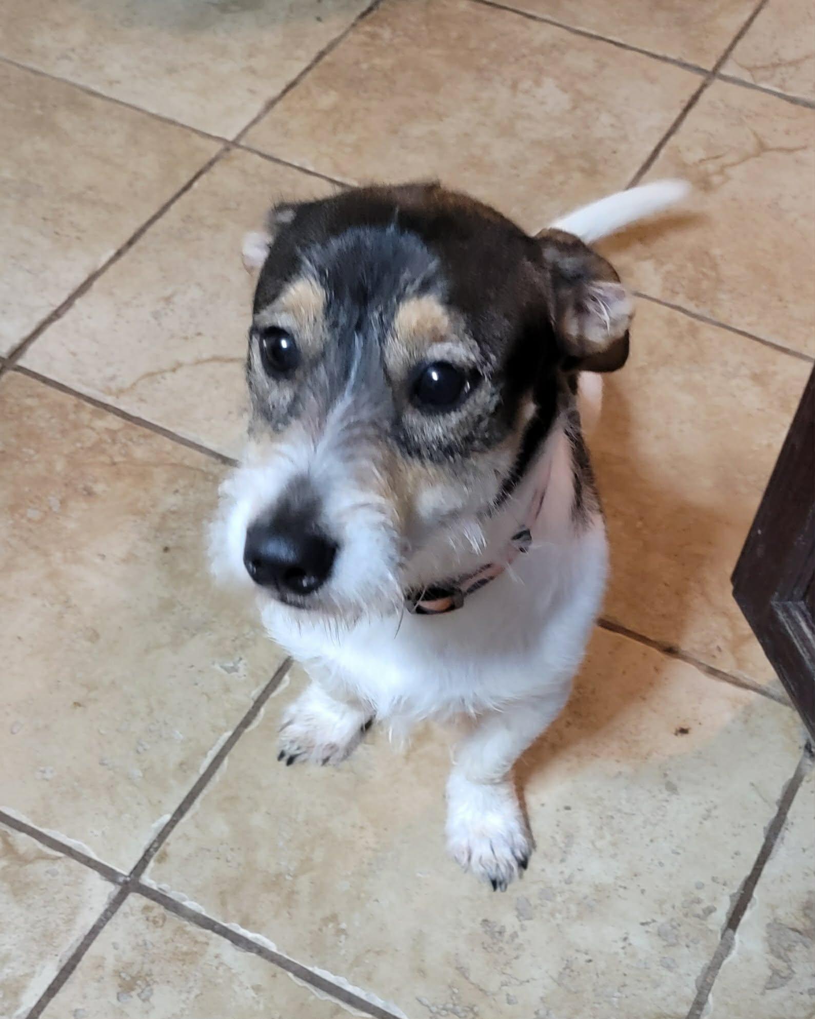 Rocky, ADOPTABLE, Adult Male Jack Russell Terrier.