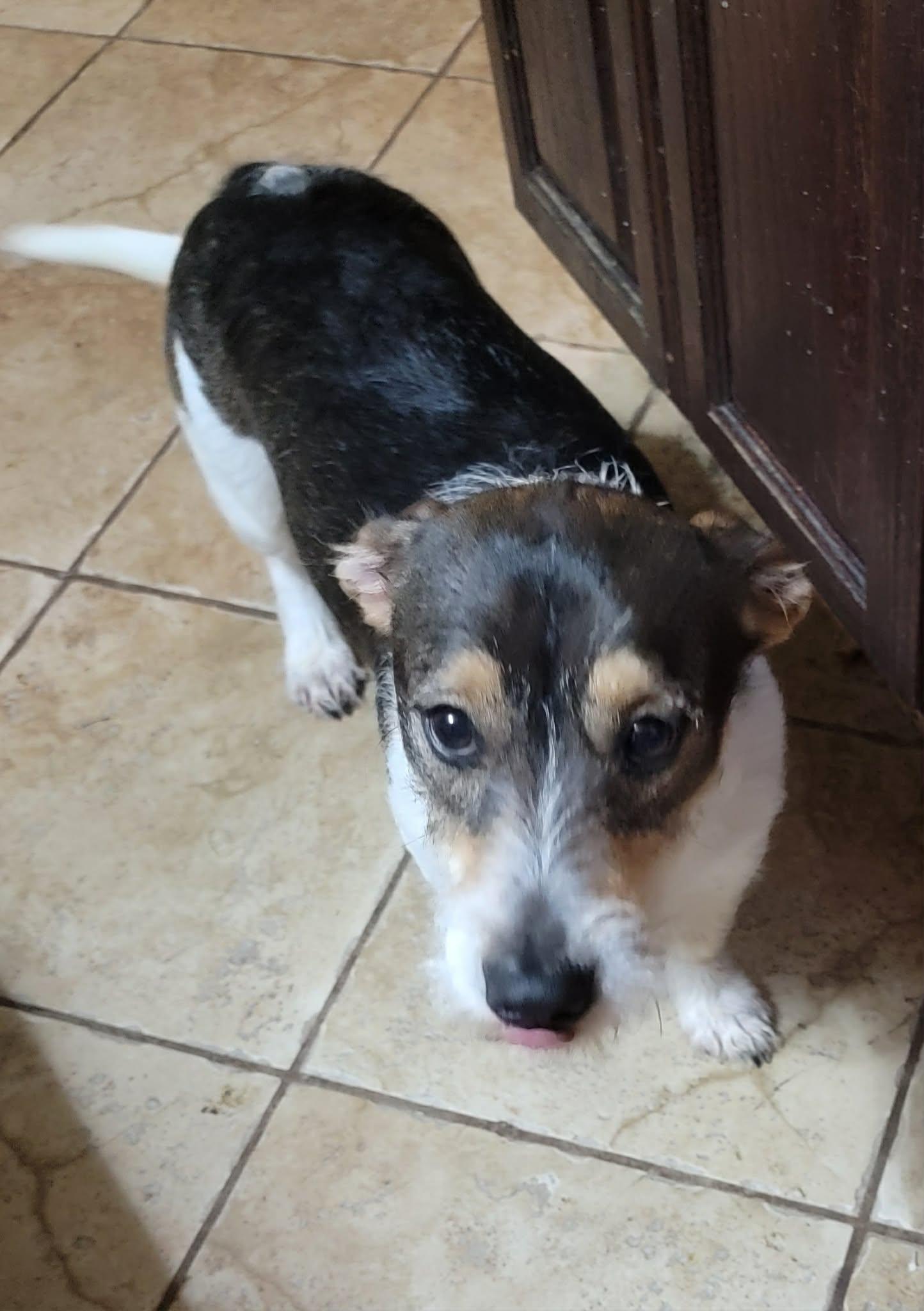 Enlarge Rocky, a ADOPTABLE Jack Russell Terrier in Van Alstyne, TX image 2/3