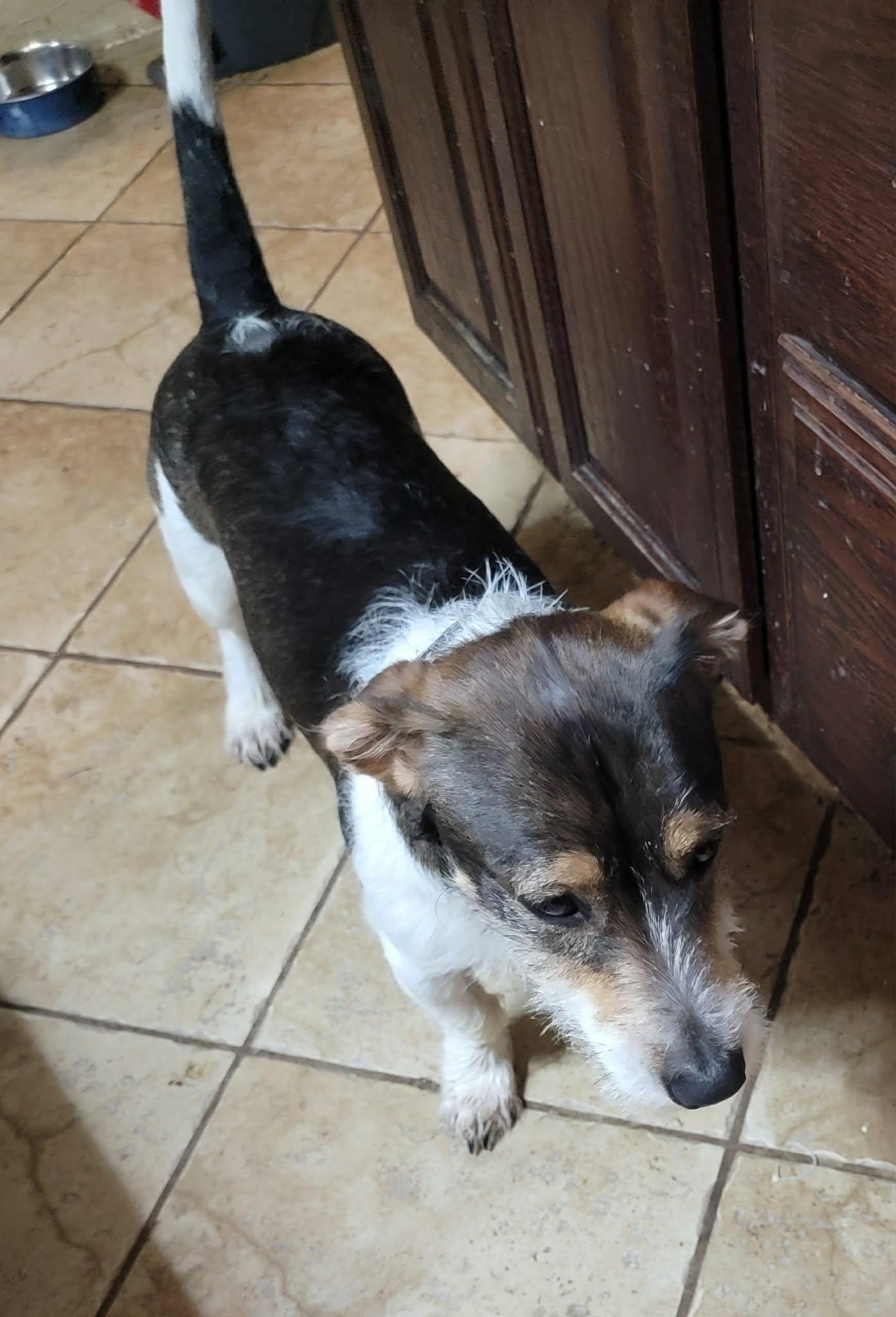 Enlarge Rocky, a ADOPTABLE Jack Russell Terrier in Van Alstyne, TX image 3/3