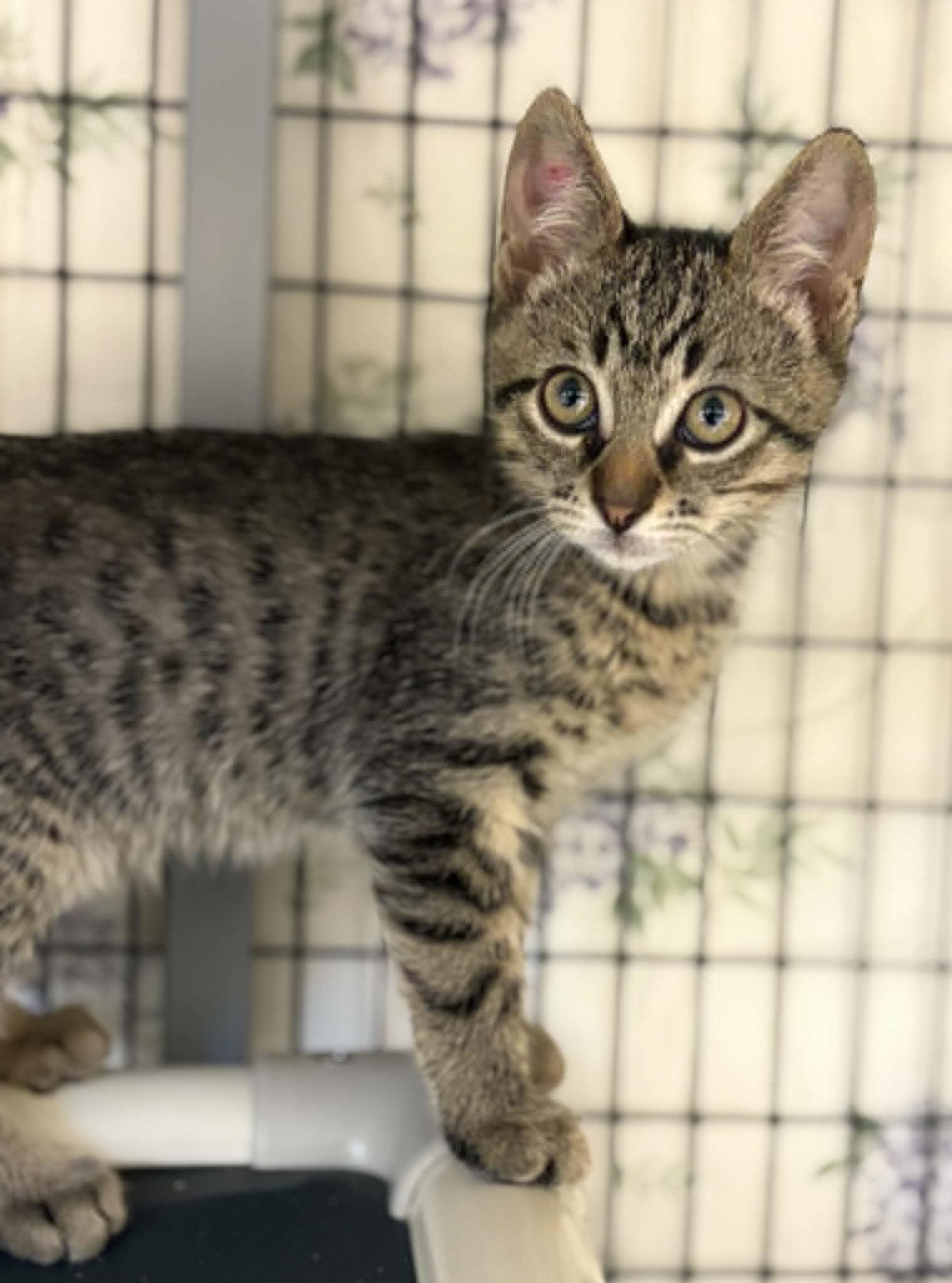Pizza the Hut, adopted, Kitten Male Domestic Short Hair.