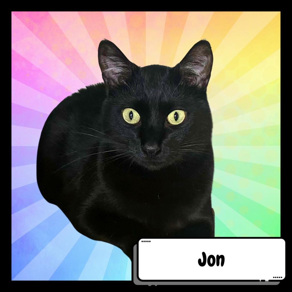 Jon Stewart, Adoptable, Adult Male Domestic Short Hair.