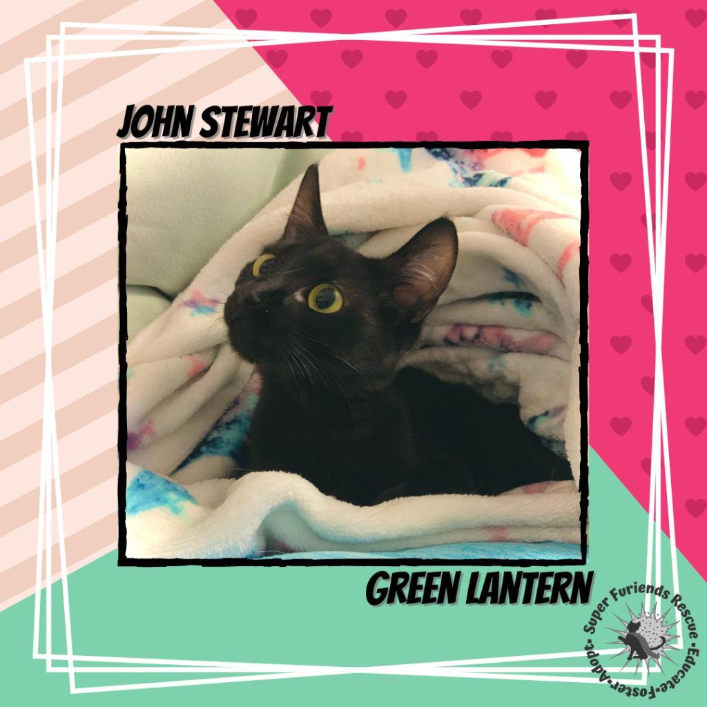 Jon Stewart, a Adoptable Domestic Short Hair in Suisun City, CA image 2/3