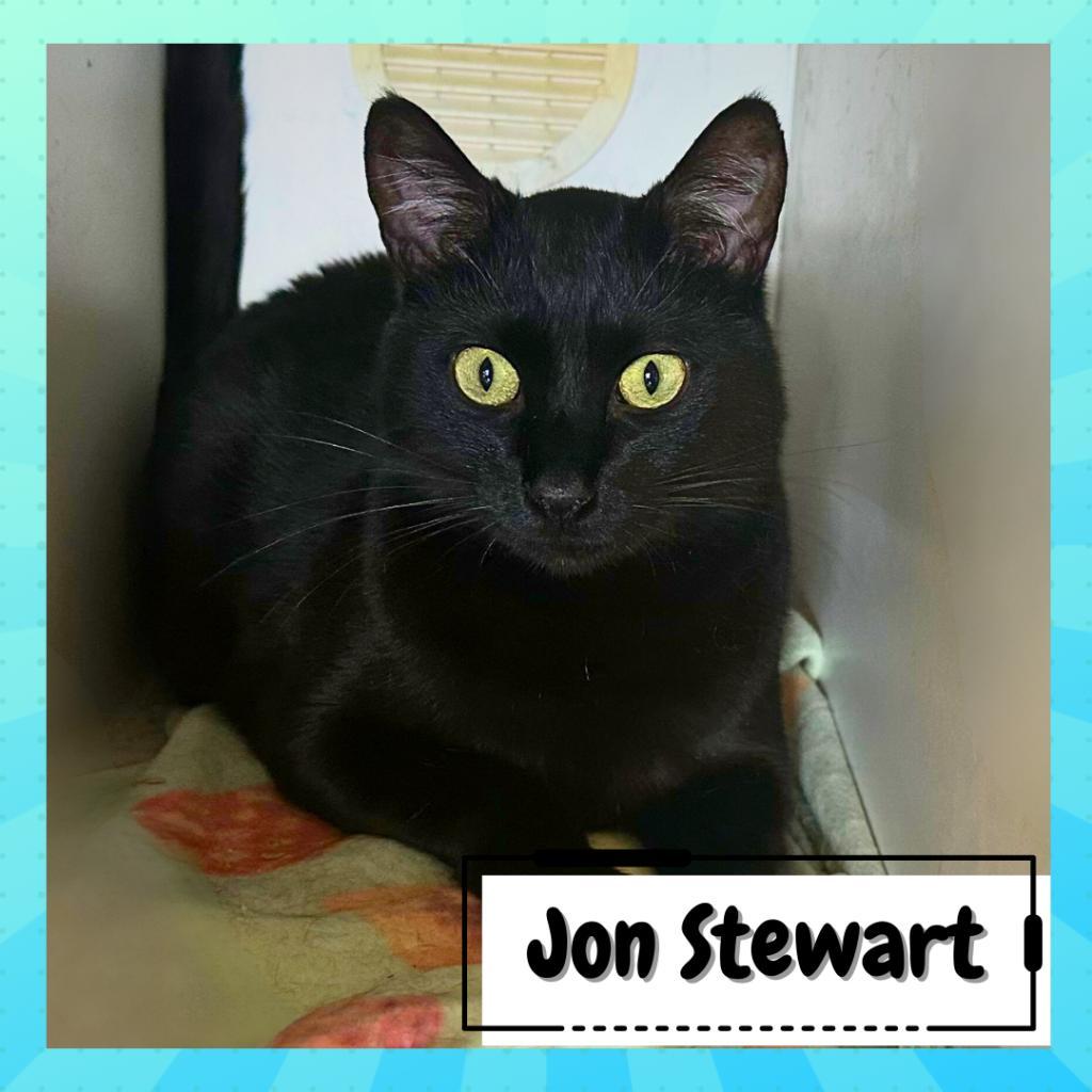 Jon Stewart, a Adoptable Domestic Short Hair in Suisun City, CA image 3/3