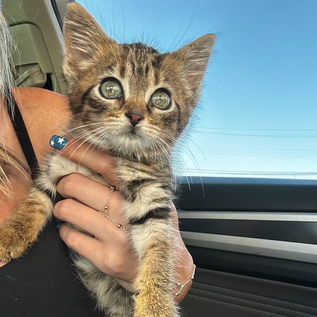 Siren (Miss Purrfect), ADOPTABLE, Kitten Female Domestic Short Hair.