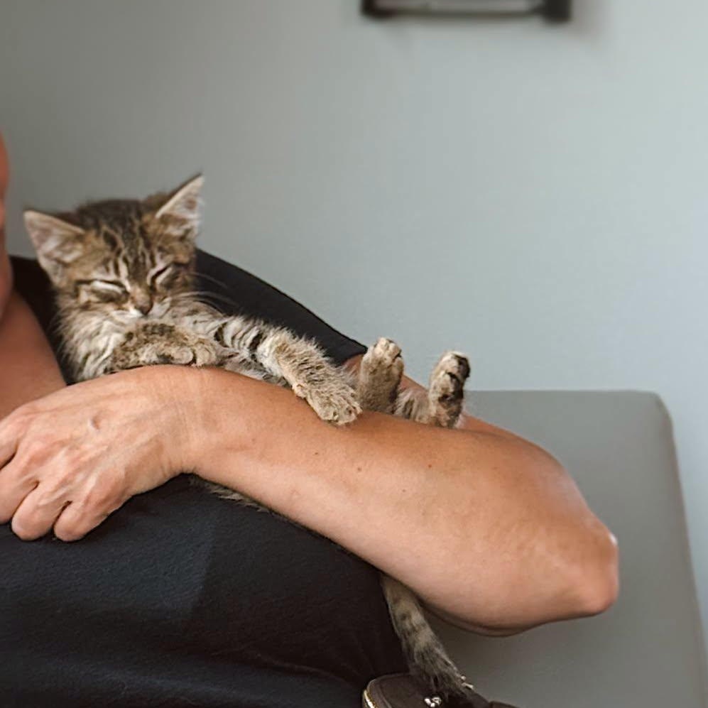 Enlarge Siren (Miss Purrfect), a Adopted Domestic Short Hair in LEETONIA, OH image 3/3