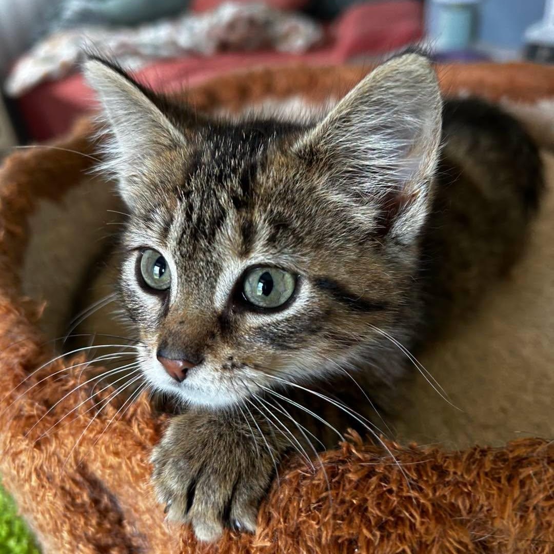 Enlarge Siren (Miss Purrfect), a Adopted Domestic Short Hair in LEETONIA, OH image 1/3