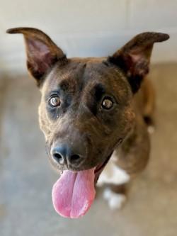 Lazy Ella A2026333, Adoptable, Adult Female Pit Bull Terrier.