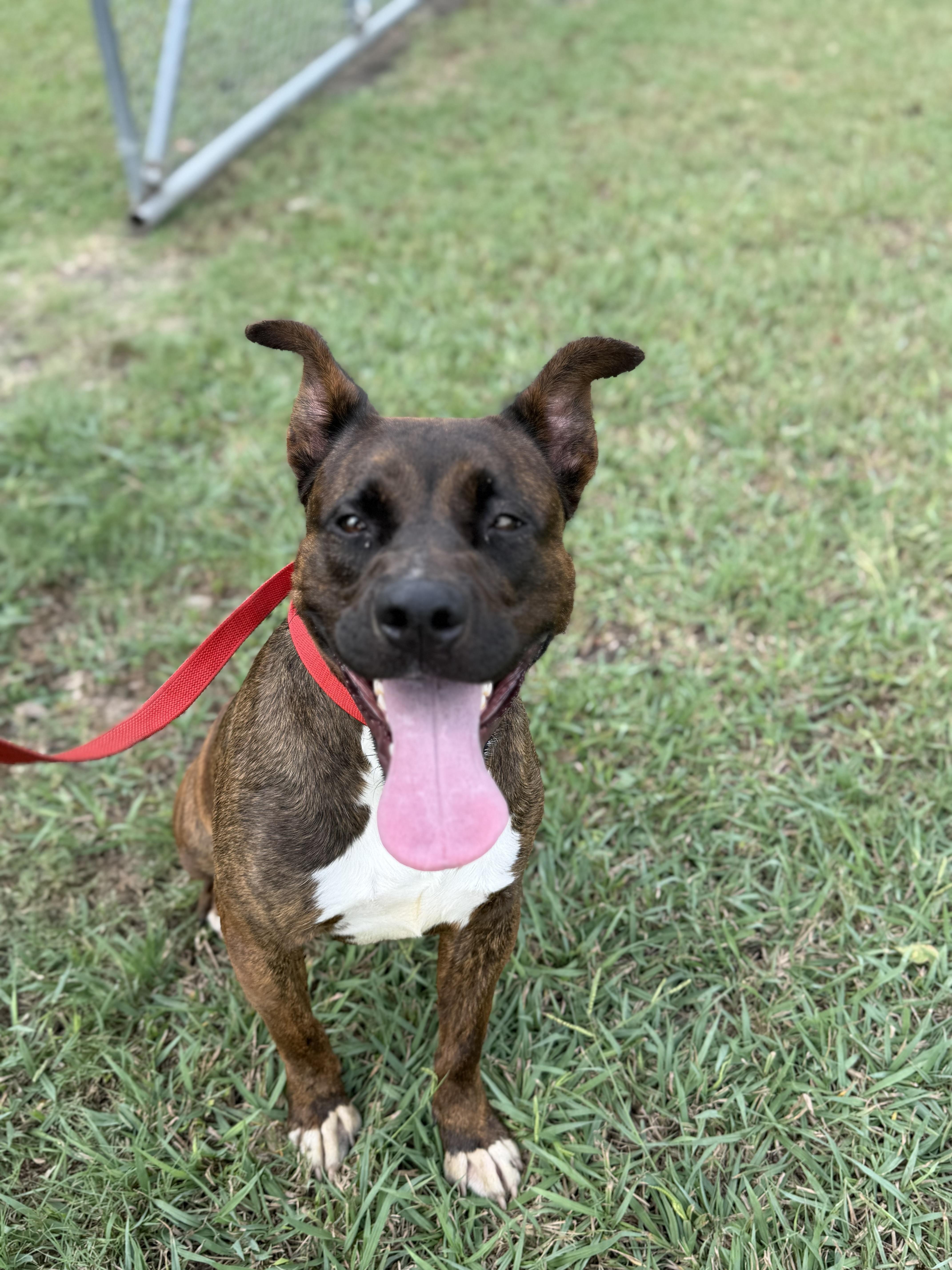 Enlarge Lazy Ella A2026333, a Adoptable Pit Bull Terrier in Sherman, TX image 1/3