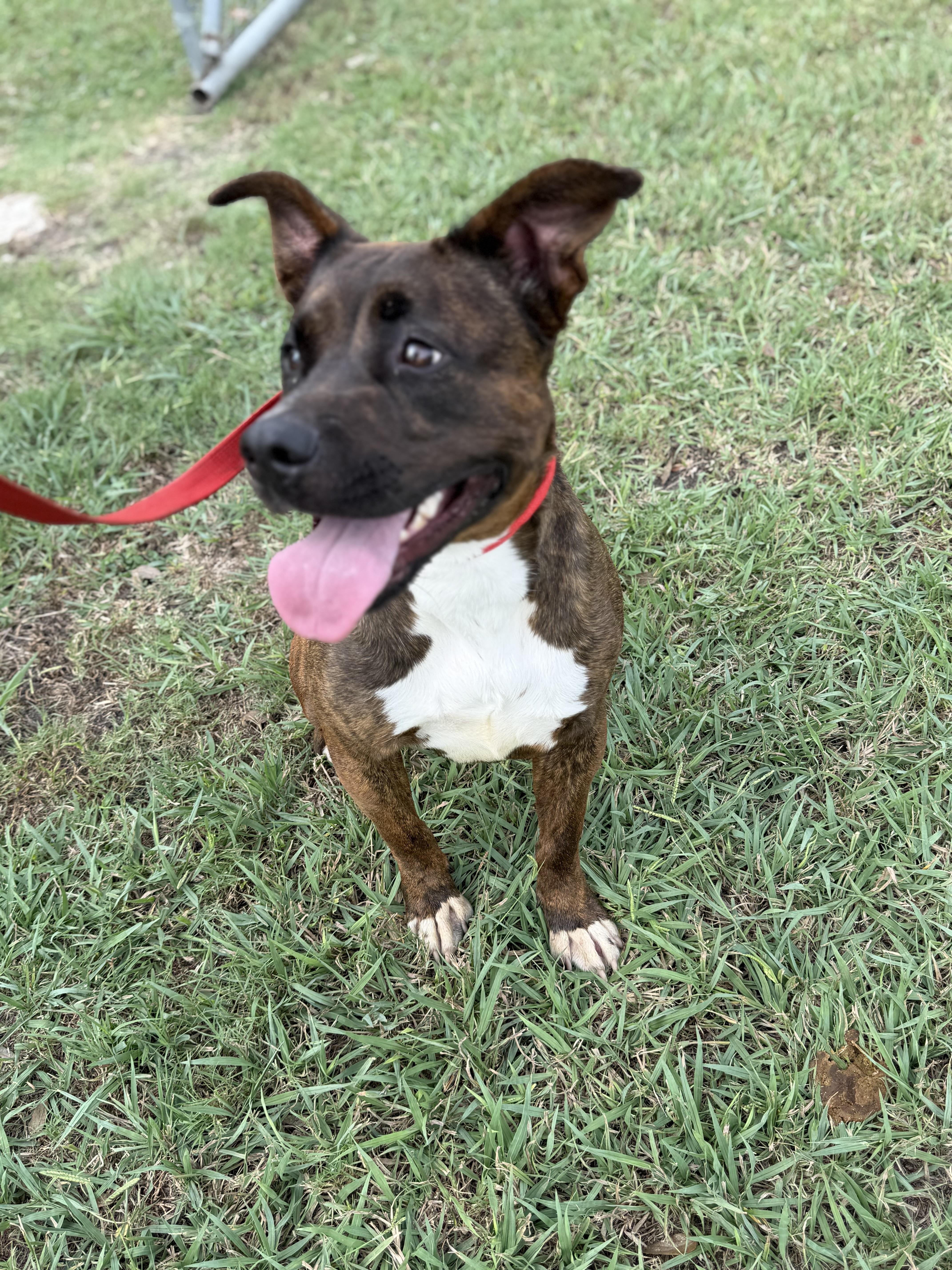 Enlarge Lazy Ella A2026333, a Adoptable Pit Bull Terrier in Sherman, TX image 3/3