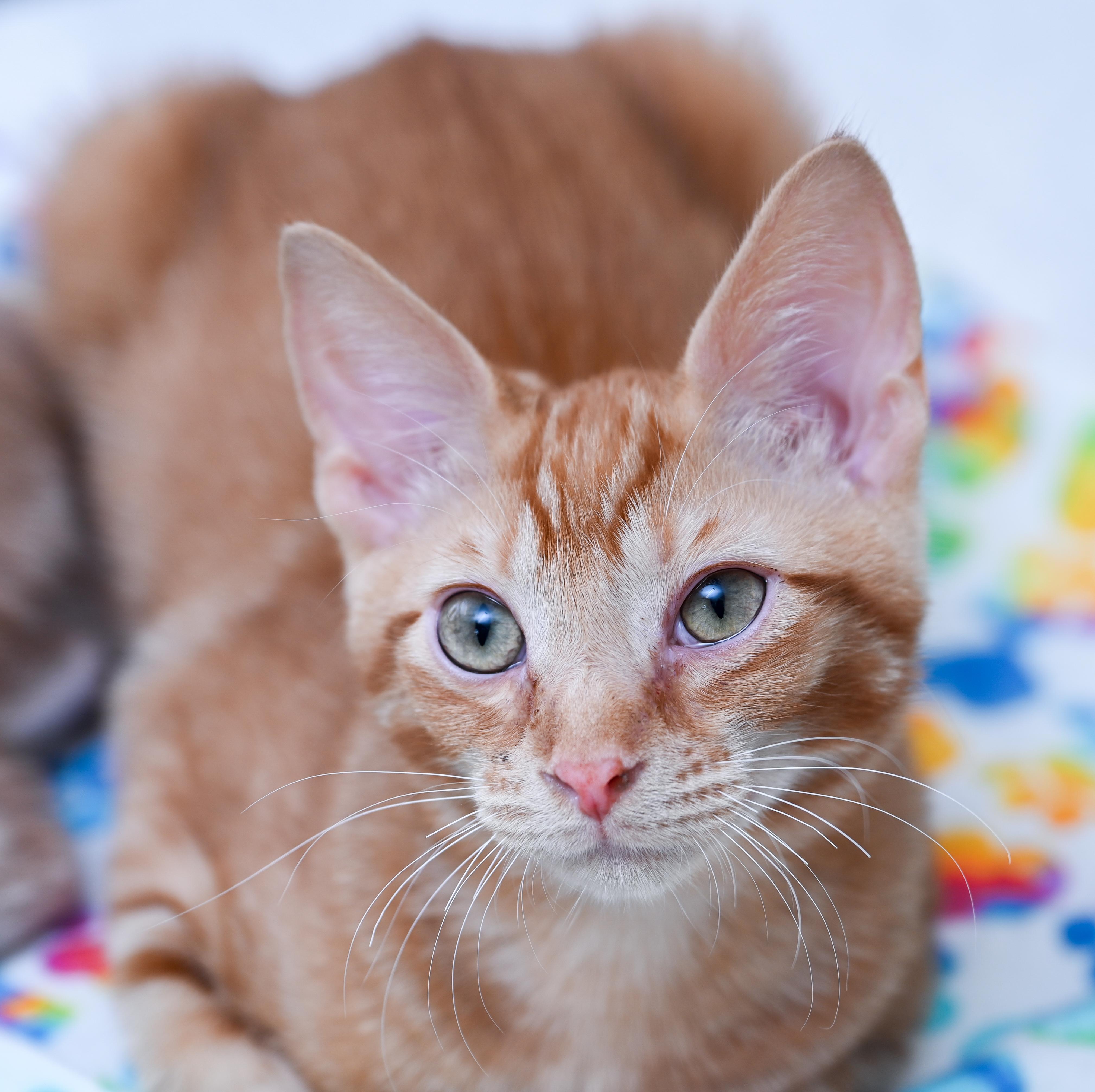 Sungold, an adopted mixed breed in Chattanooga, TN image 2/4
