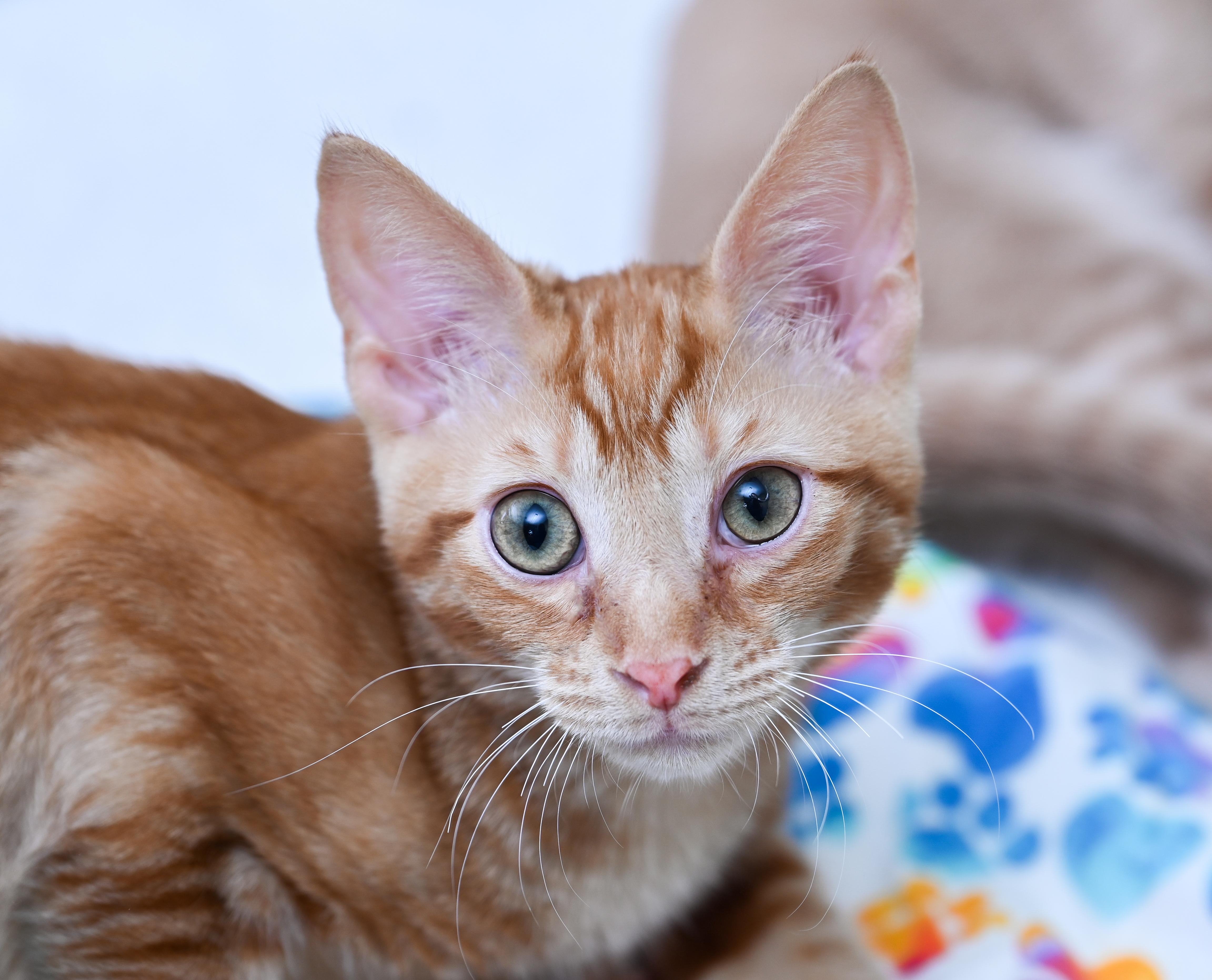 Sungold, adopted, Young Male Tabby & Domestic Short Hair.