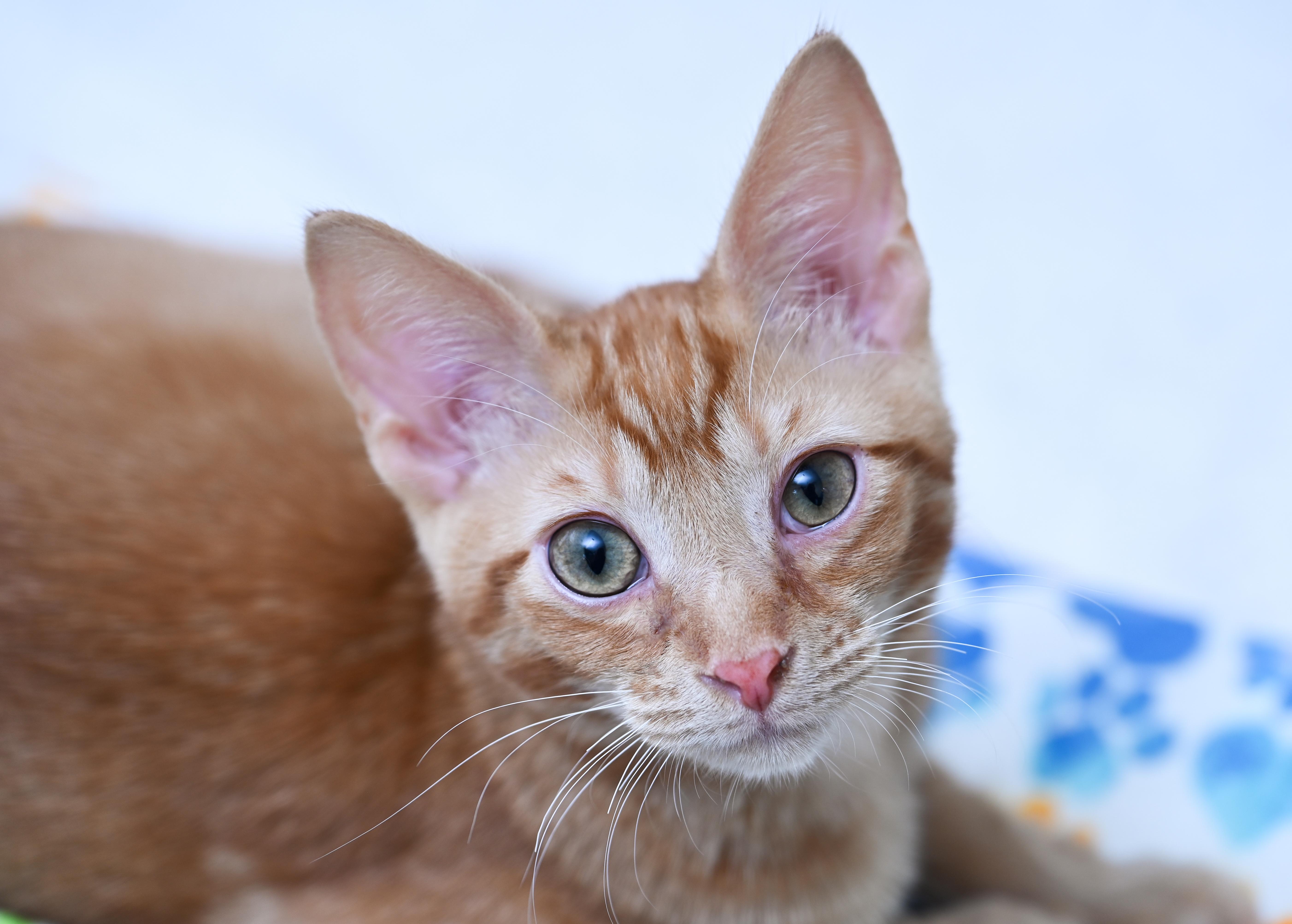 Sungold, an adopted mixed breed in Chattanooga, TN image 3/4